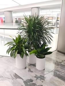 宁波余姚花木租摆价格